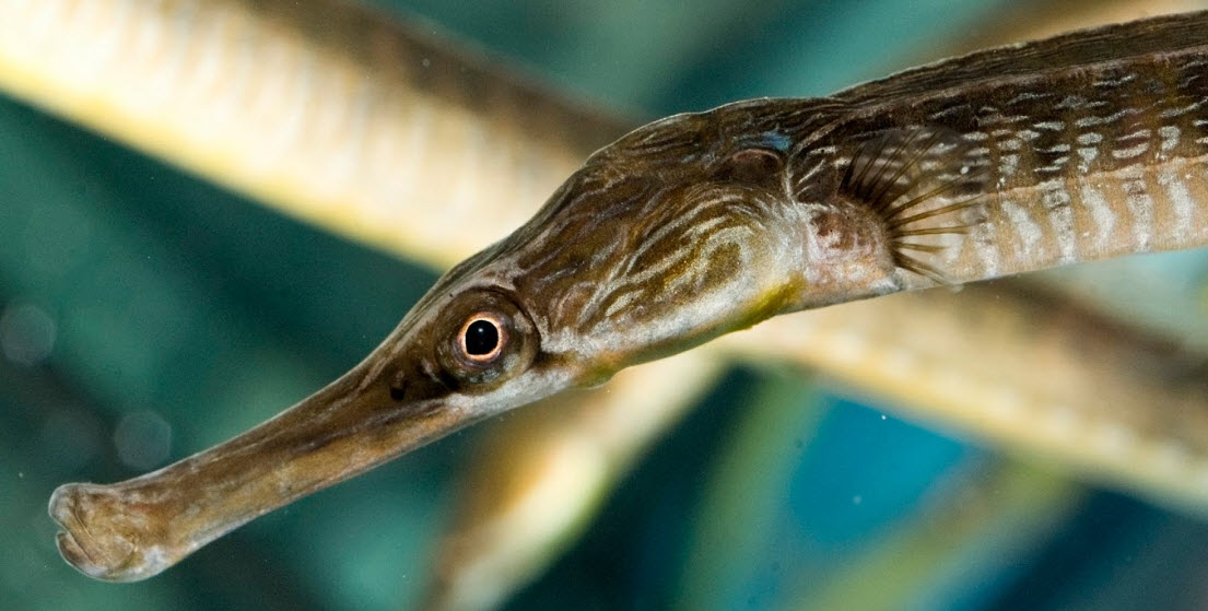 Syngnathus acus_06.jpg